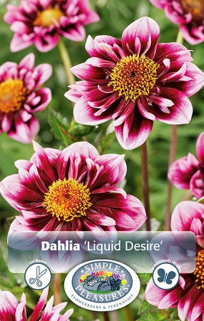 Dahlia Liquid Desire | 12 pce