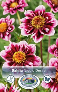 Dahlia Liquid Desire | 12 pce