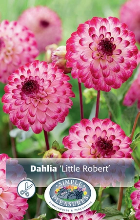 Dahlia Little Robert | 12 pce