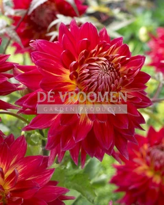 Dahlia Manhattan Island | 15 pce