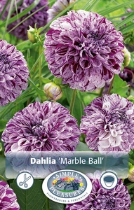 Dahlia Marble Ball | 12 pce