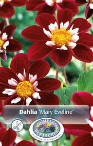 Dahlia Mary Eveline | 12 pce