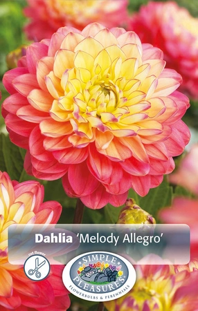 Dahlia Melody Allegro | 12 pce