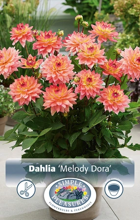 Dahlia Melody Dora | 12 pce