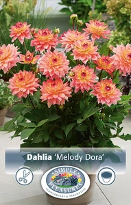 Dahlia Melody Dora | 12 pce