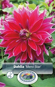 Dahlia Mero Star | 12 pce