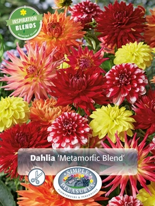 Dahlia Metamorfic Blend | Capper 5 x 16