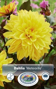 Dahlia Meteorite | 12 pce