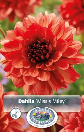 Dahlia Missis Miley | 12 pce