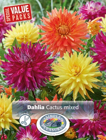 Dahlia Mixed | Capper 5 x 16