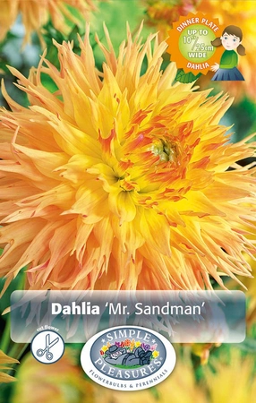 Dahlia Mr.Sandman | 24 pce