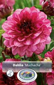 Dahlia Muchacha | 12 pce