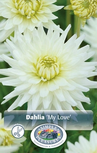 Dahlia My Love | 12 pce