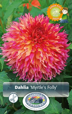 Dahlia Myrtle's Folly | 24 pce