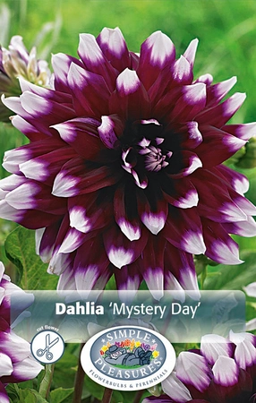 Dahlia Mystery Day | 12 pce