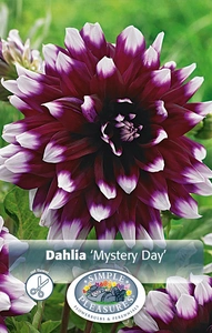 Dahlia Mystery Day | 12 pce