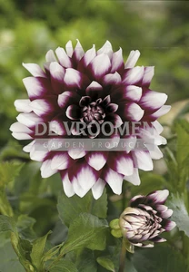 Dahlia Mystery Day