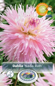 Dahlia Nadia Ruth | 24 pce