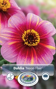 Dahlia Neon Flair | 12 pce