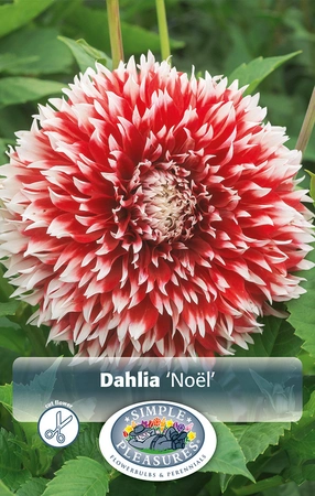 Dahlia Noel | 24 pce