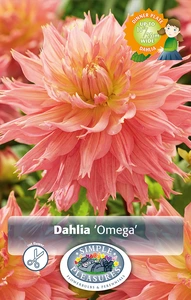 Dahlia Omega | 12 pce