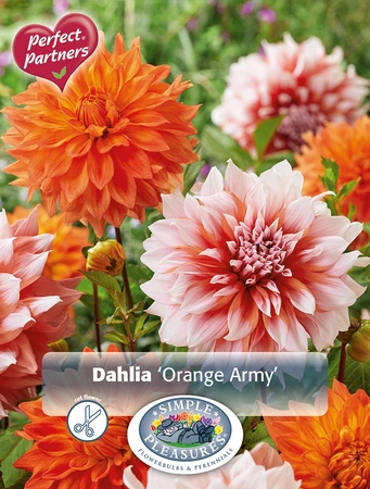 Dahlia Orange Army | Capper 5 x 16