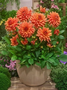 Dahlia Orange Glory patio dinnerplate