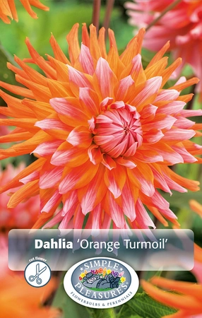 Dahlia Orange Turmoil | 12 pce