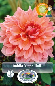 Dahlia Otto's Thrill | 24 pce