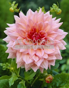 Dahlia Otto's Thrill