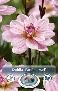 Dahlia Pacific Jewel | 12 pce