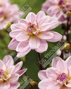 Dahlia Pacific Jewel | 75 pce