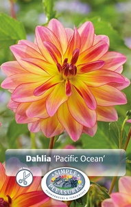 Dahlia Pacific Ocean | 12 pce