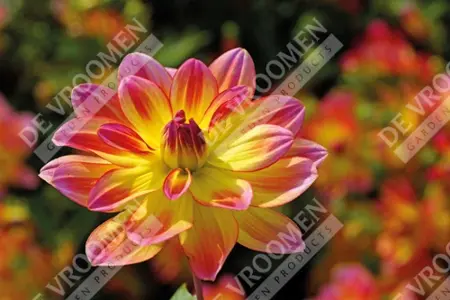 Dahlia Pacific Ocean | 75 pce