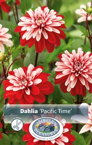 Dahlia Pacific Time | 12 pce