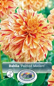 Dahlia Painted Madam | 12 pce