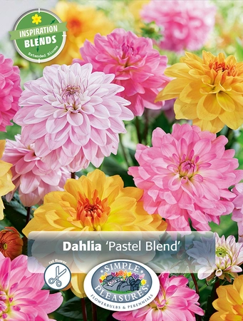 Dahlia Pastel Blend | Capper 5 x 16