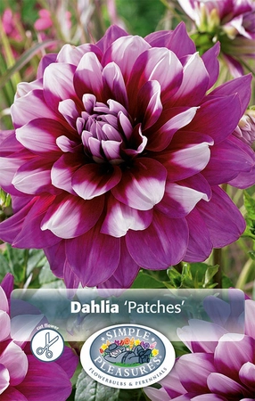 Dahlia Patches | 12 pce