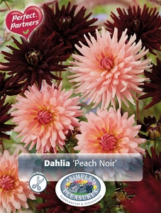 Dahlia Peach Noir | Capper 5 x 16