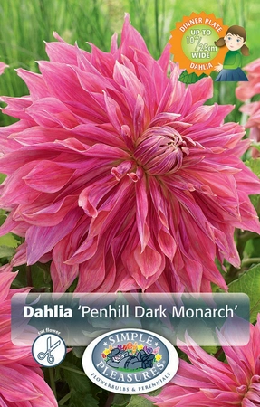 Dahlia Penhill Dark Monarch | 12 pce