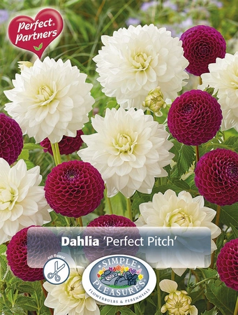 Dahlia Perfect Pitch | Capper 5 x 16