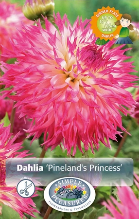 Dahlia Pineland's Princess | 24 pce