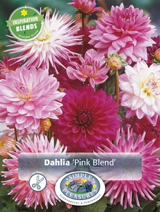 Dahlia Pink Blend | Capper 5 x 16