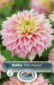 Dahlia Pink Impact | 24 pce