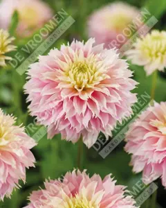 Dahlia Pink Impact | 75 pce