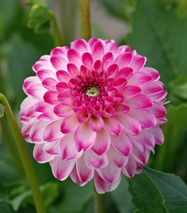 Dahlia Pink Isa