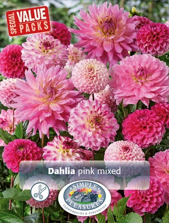 Dahlia Pink Mixed | Capper 5 x 16