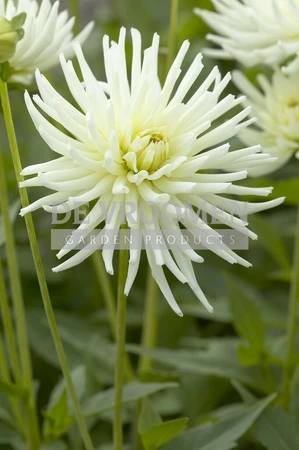 Dahlia Playa Blanca