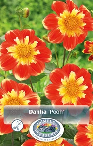 Dahlia Pooh | 12 pce