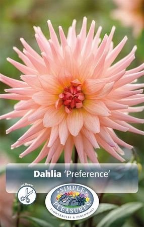 Dahlia Preference | 12 pce